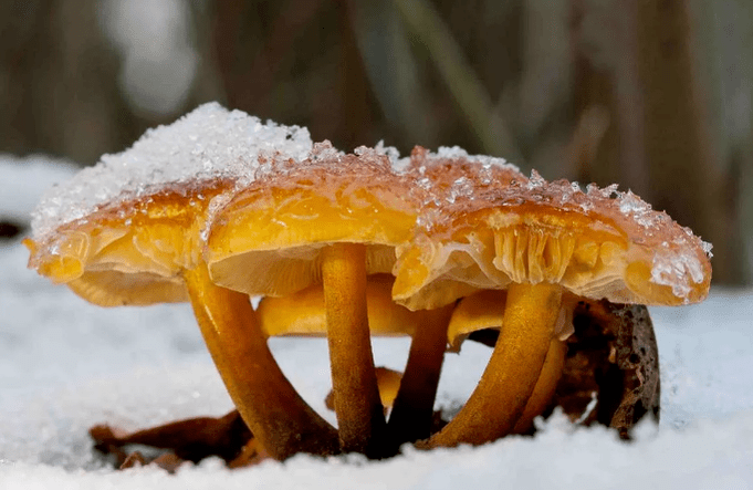 Champignons
